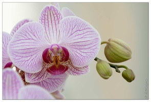 20090407-2045-Orchidee
