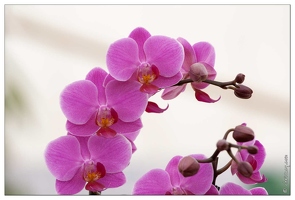 20090407-2047-Orchidee