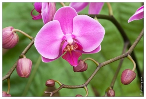 20090407-2060-Orchidee