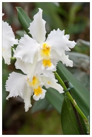 20090407-2112-Orchidee Odontoglossum Hybride