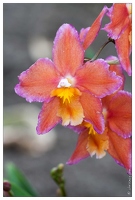 20090407-2117-Orchidee Odontoglossum Hybride