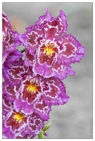 20090407-2119-Orchidee Odontoglossum Hybride