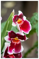 20090407-2135-Orchidee