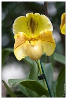 20090407-2137-Orchidee
