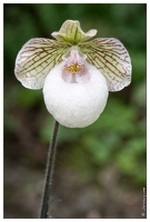 20090407-2143-Orchidee