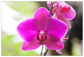 20090407-2173-Orchidee