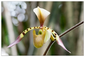20090407-2178-Orchidee