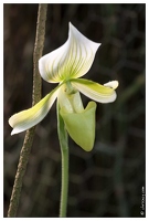 20090407-2186-Orchidee Paphiopedilum Claire de lune