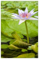 20090407-2227-Nymphaea Colorata Lotus pygmee