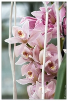 20090407-2235-Orchidee