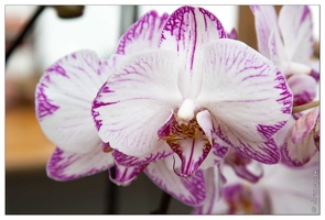 20090407-2278-Orchidee