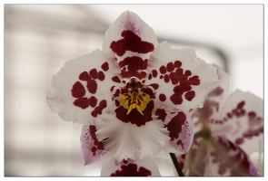 20090407-2282-Orchidee