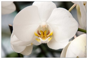 20090407-2281-Orchidee