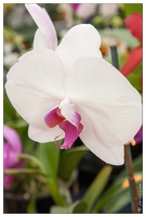 20090407-2301-Orchidee