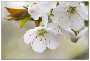 20090412-2574-Fleurs cerisier