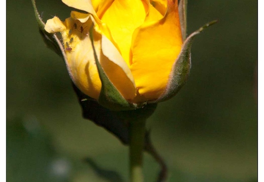 20090530-1170-Roseraie pep