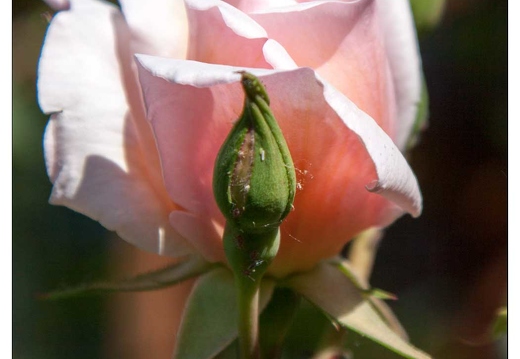 20090530-1166-Roseraie pep