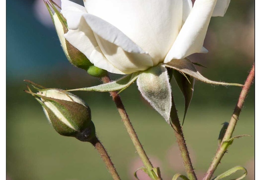 20090530-1199-Roseraie pep