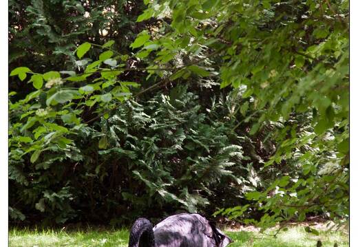 20090530-1070-Animaux pep