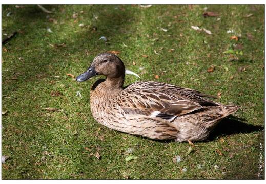 20090530-1111-Animaux pep