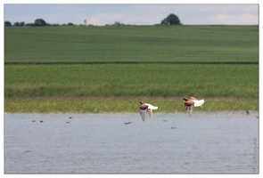 20090601-08 1613-Etang de Bru