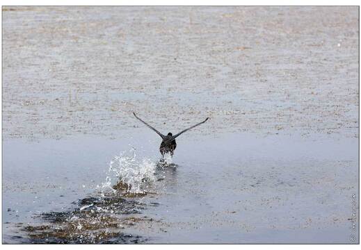 20090601-09 1636-Etang de Bru