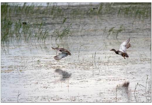 20090601-10 1679-Etang de Bru