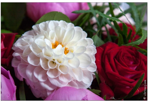 20090607-1910-Fleurs