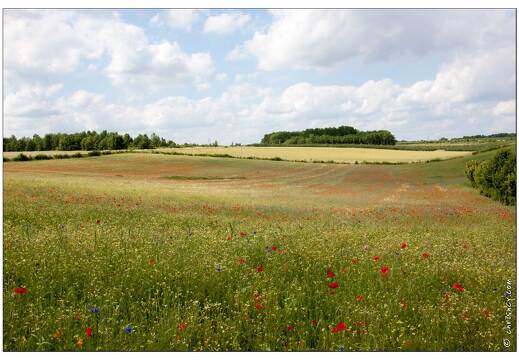 20090611-13 2372-Fleurs des champs