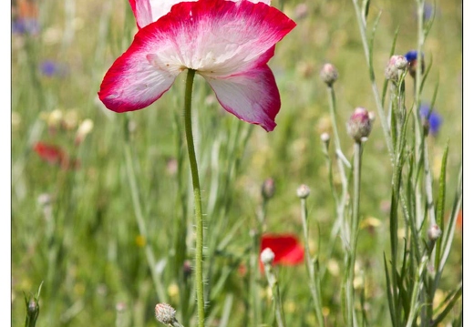 20090611-14 2352-Coquelicots et Bleuets