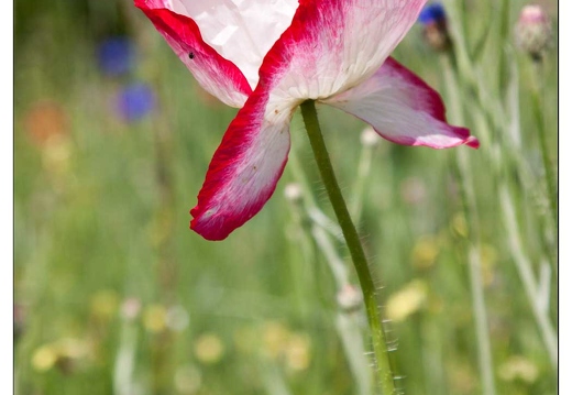 20090611-15 2369-Coquelicots et Bleuets