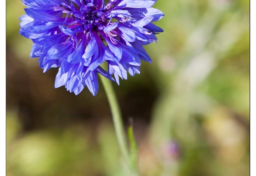 20090611-19 2397-Bleuets