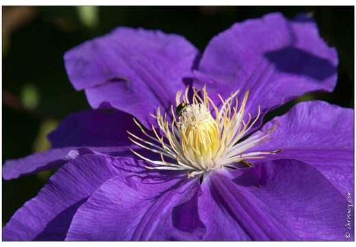 20090611-23 2469-Clematite