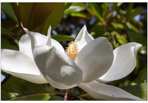 20090612-3014-Magnolia