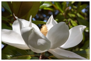 20090612-3014-Magnolia