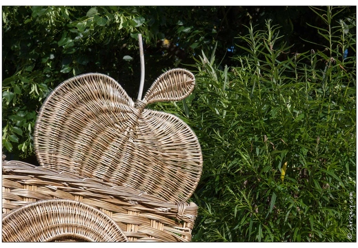 20090612-3028-Osier a Villaines