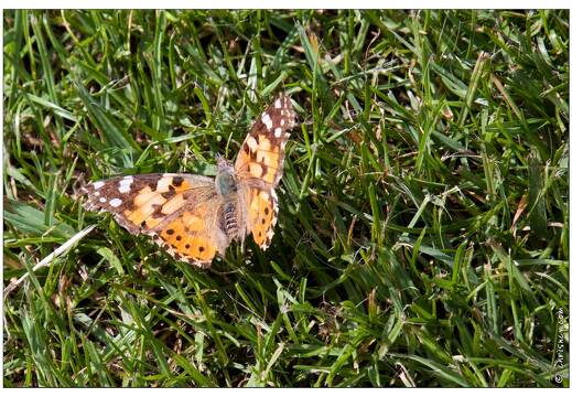 20090612-39 2642-Papillon la belle dame w