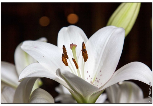 20090612-41 2768-Lys w