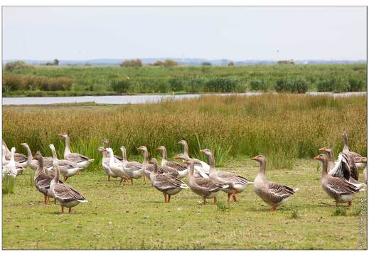 20090615-12 3465-La Briere