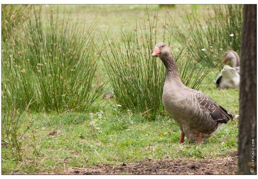 20090615-13 3457-La Briere