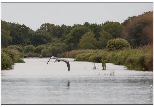 20090615-15 3535-Heron cendre