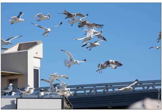 20090615-13 3950-Goeland a La Turballe