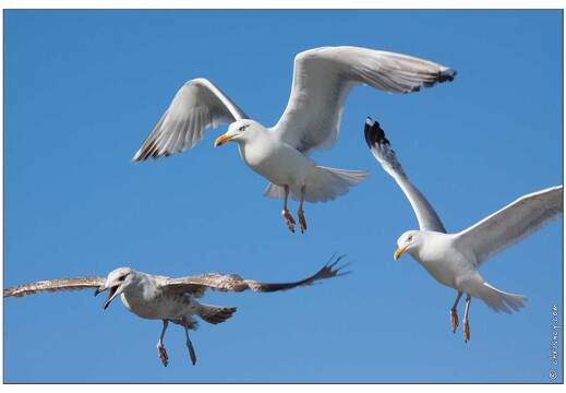20090615-16 4000-Goeland a La Turballe
