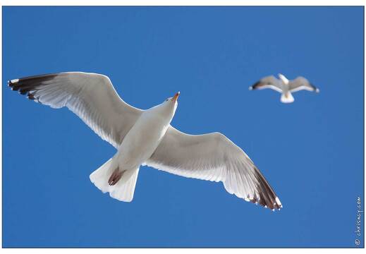 20090615-18 3886-Goeland a La Turballe