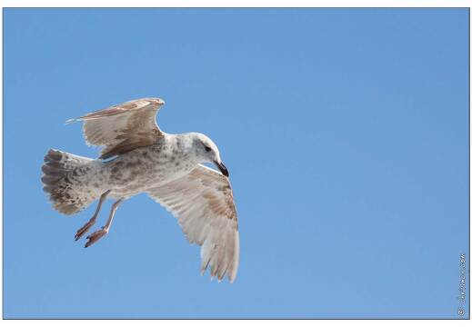 20090615-19 3955-Goeland a La Turballe