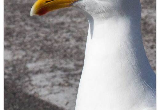 20090615-22 4040-Goeland a La Turballe