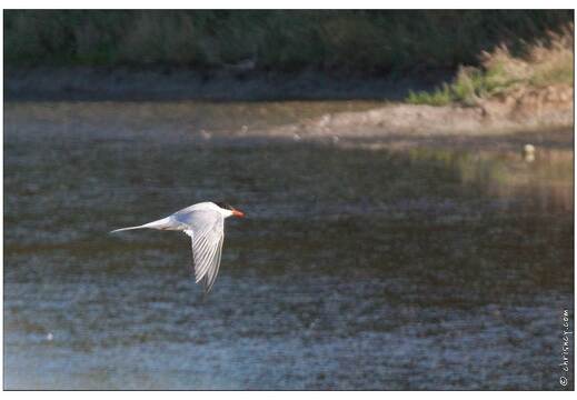 20090615-26 4049-Sterne