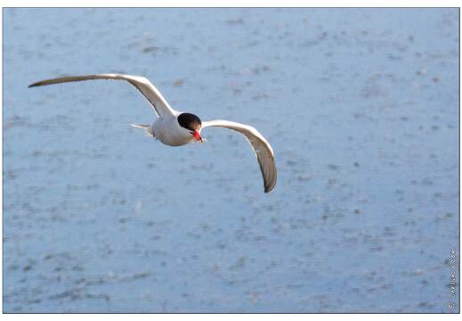 20090615-28 4077-Sterne