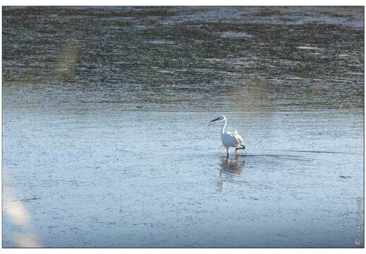 20090615-29 4083-Aigrette