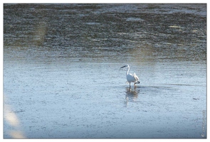 20090615-29 4083-Aigrette